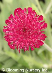 Knautia macedonica 'Egyptian Rose'